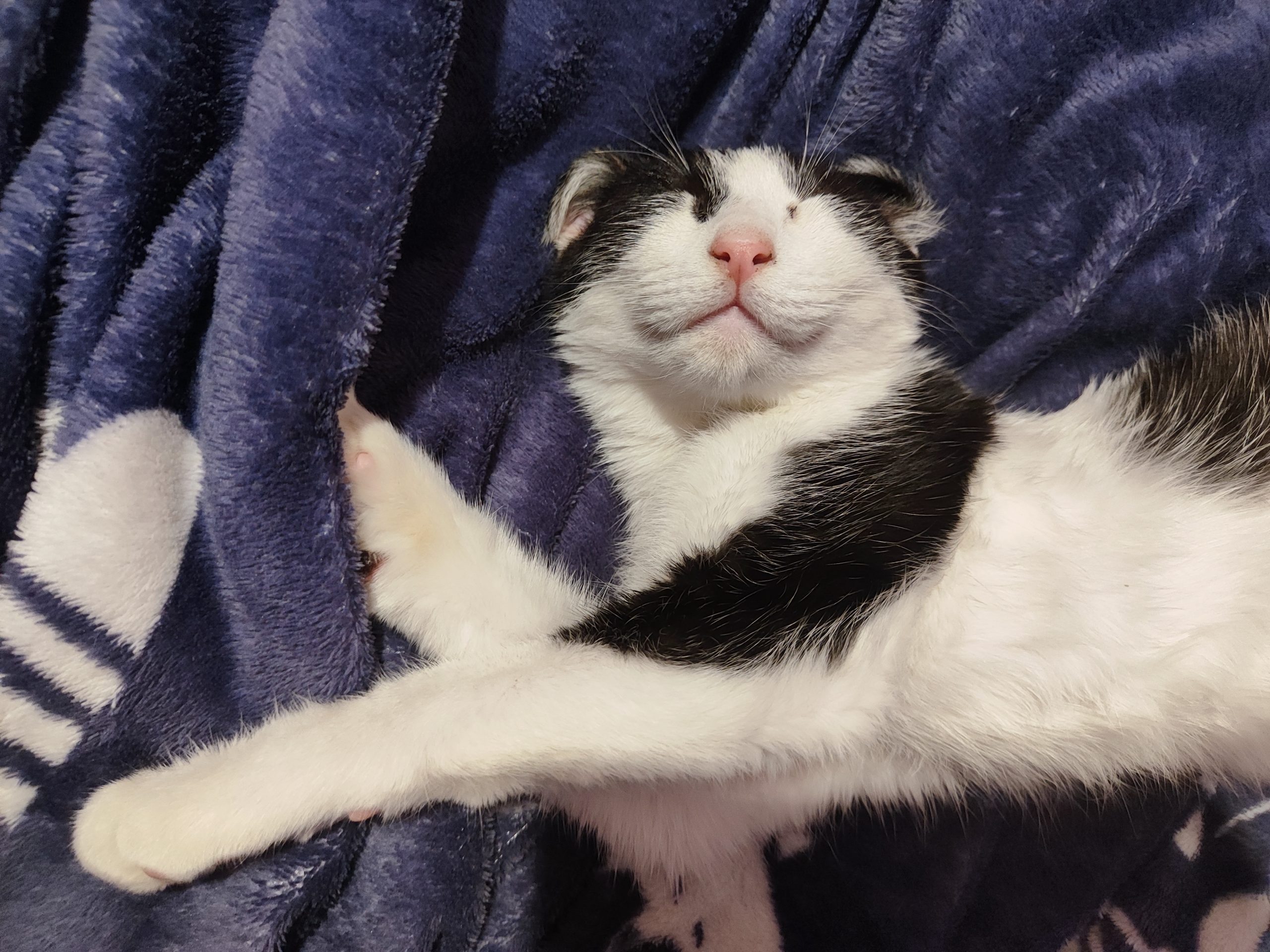 Oreo își caută un cămin 🩵