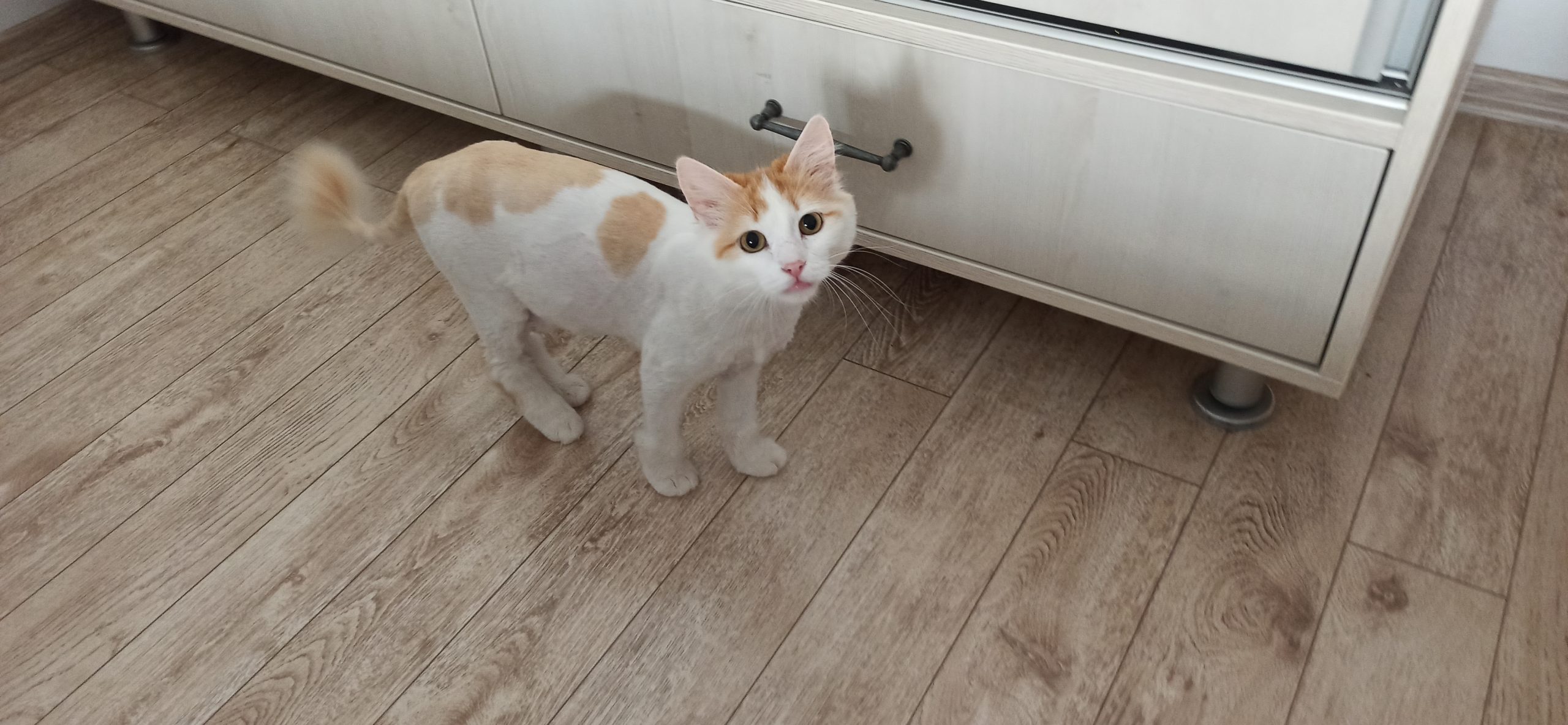 Missy❤️, pisicută pentru adoptie.