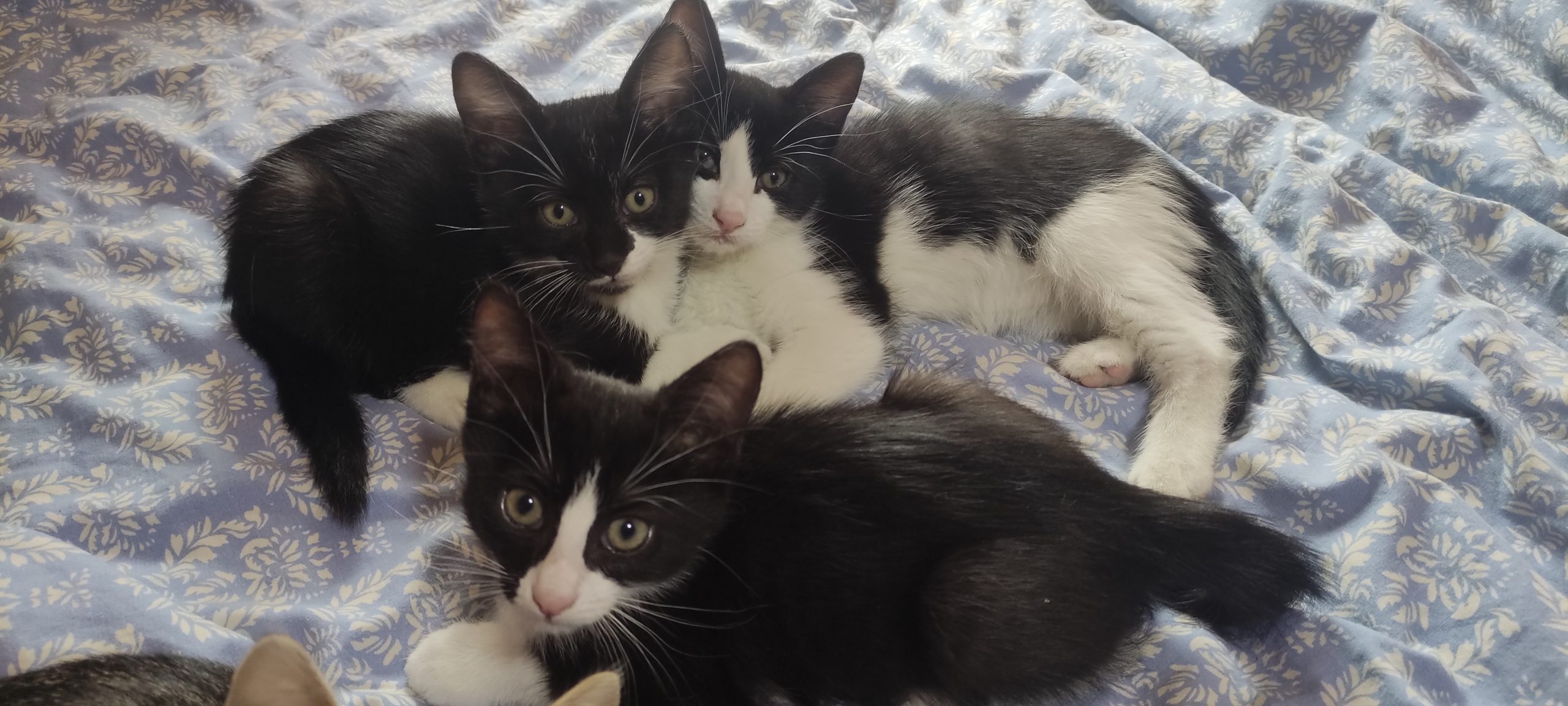 3 pui de pisică spre adopție