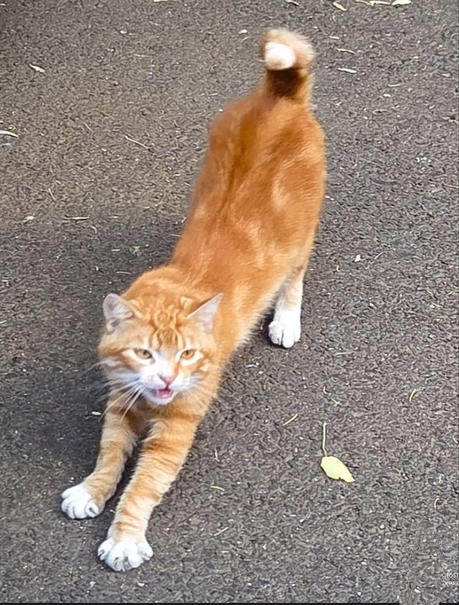 Recent abandonat