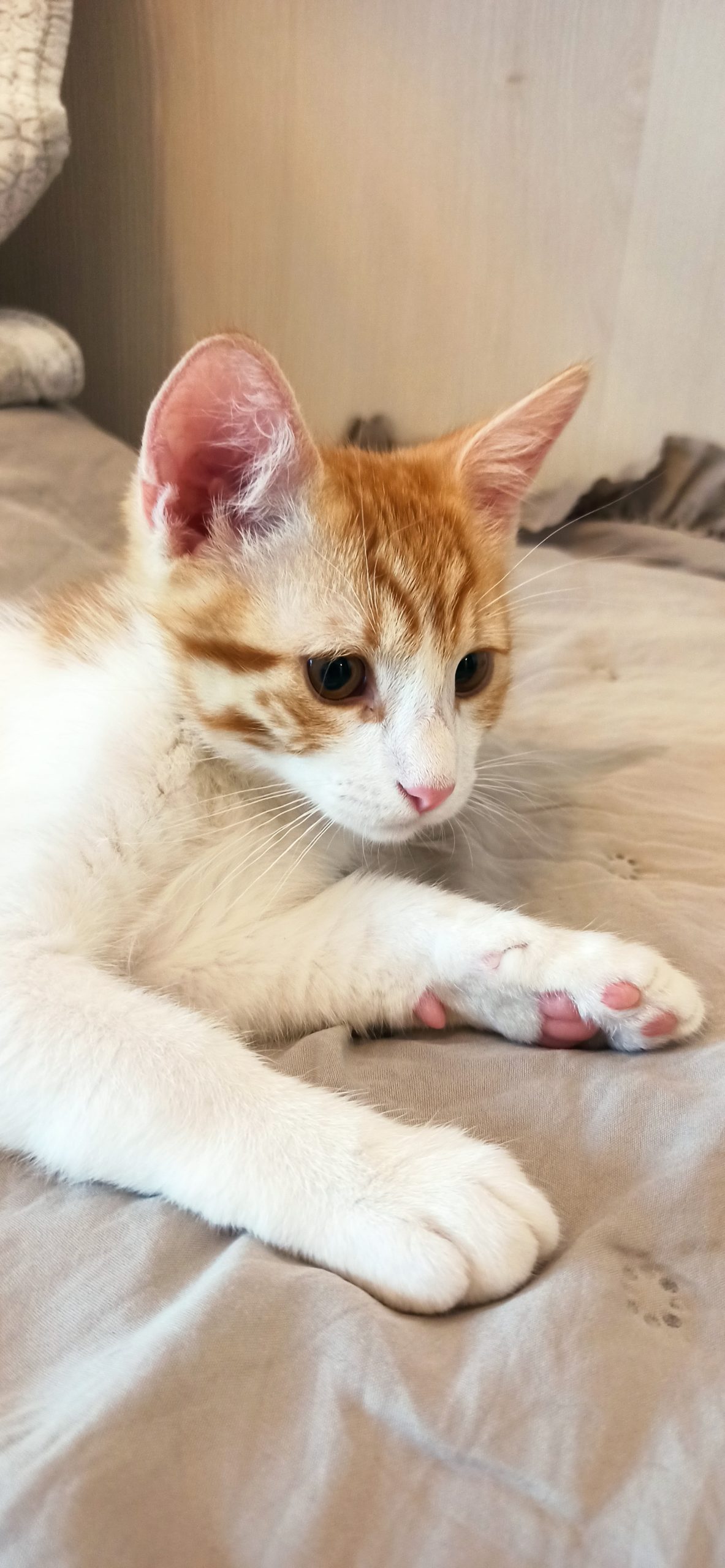 Archi, Motanel pentru adoptie❤️