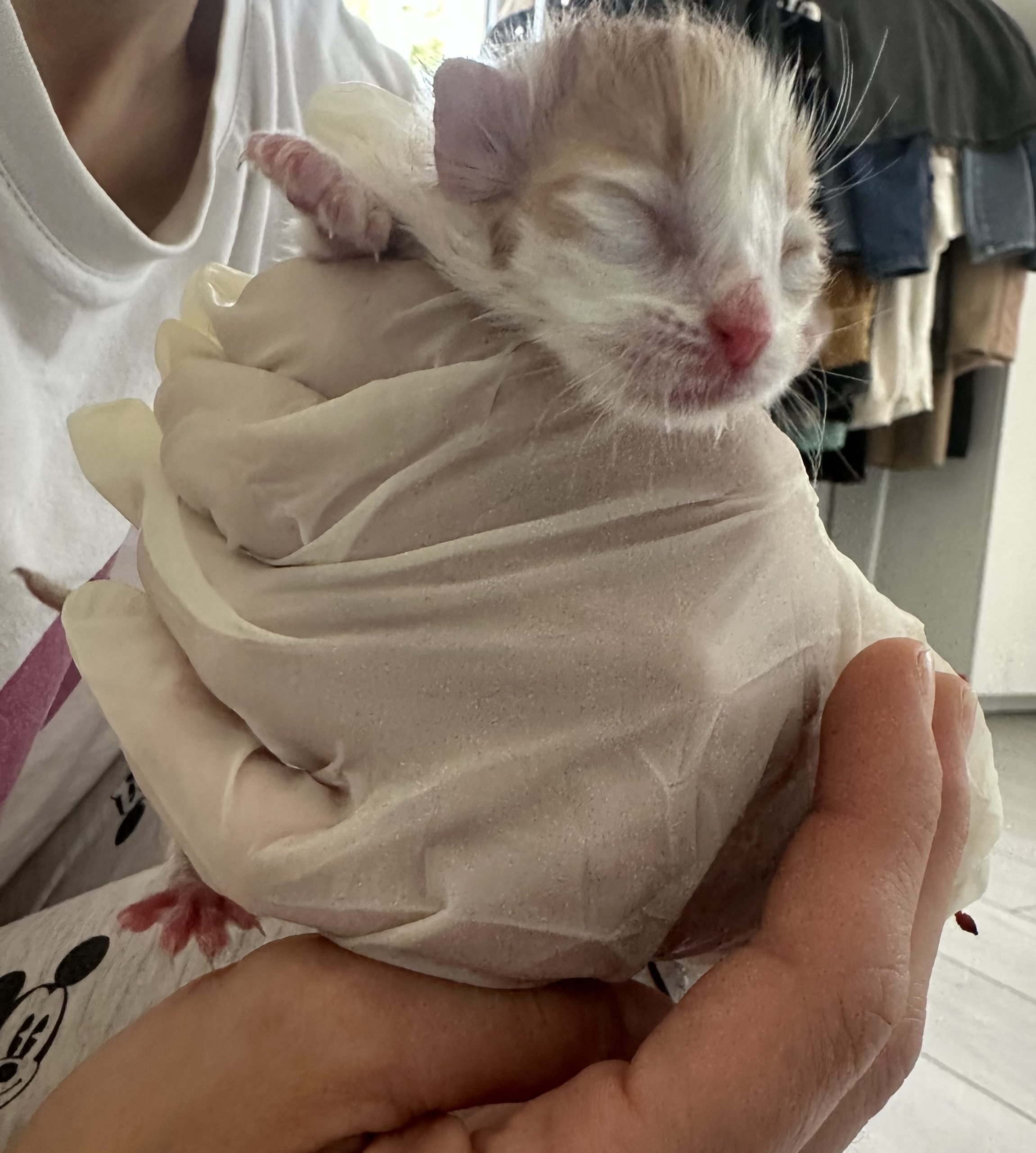 Adoptie puiuti de pisica