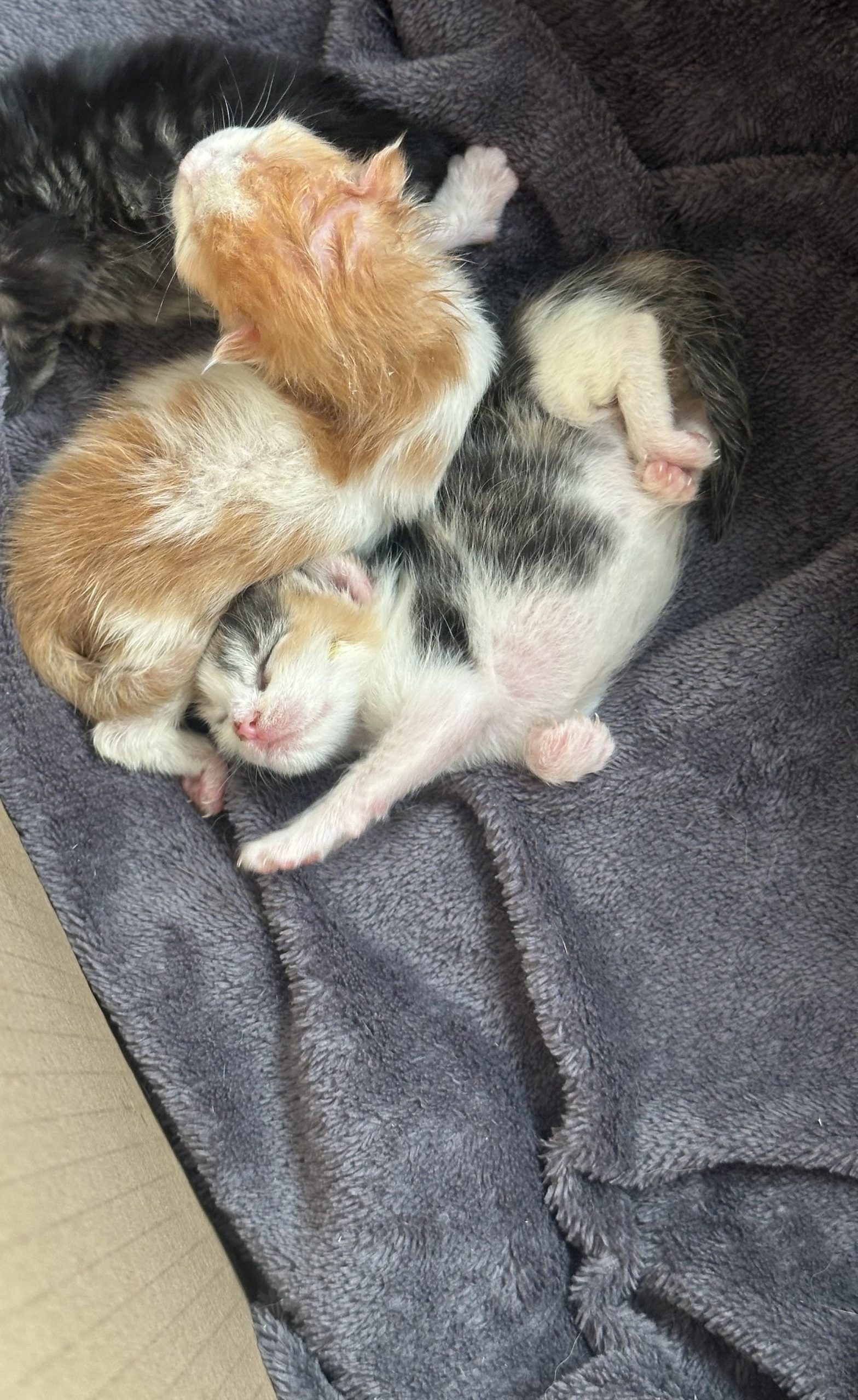Adoptie puiuti de pisica