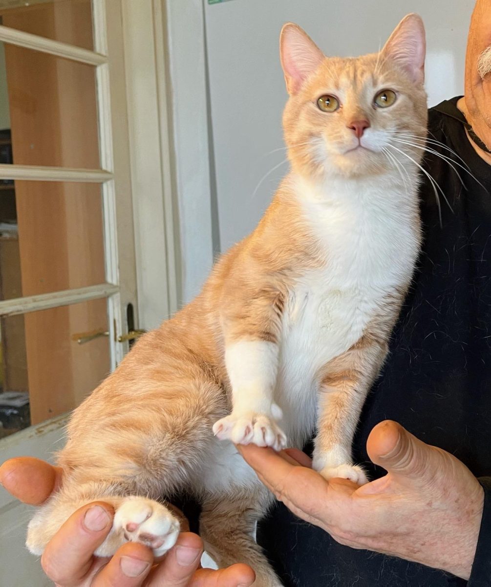 Metis British Shorthair tabby white, adoptie gratuita