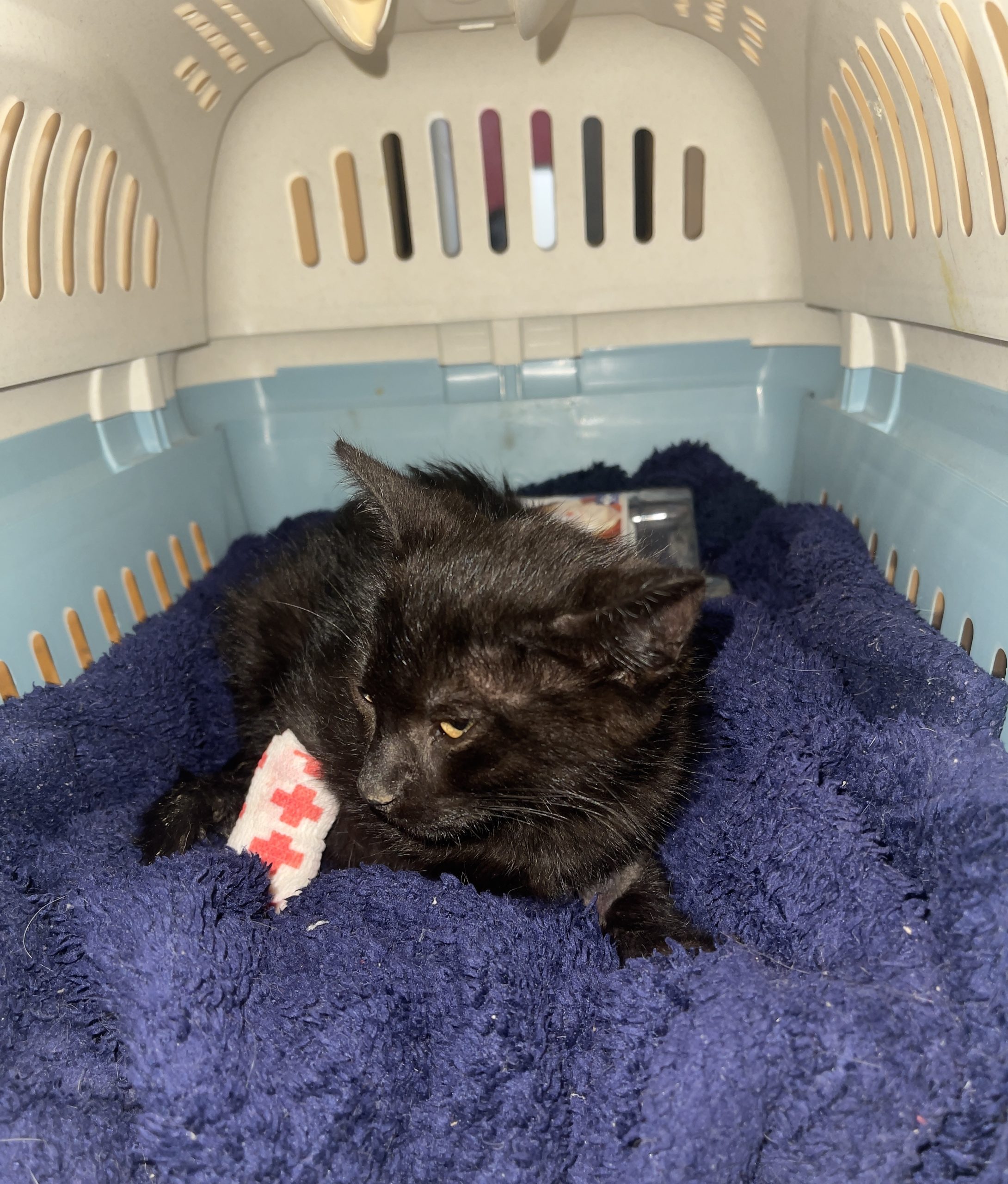 Motănel negru salvat din ploaie – sănătos, blând și pregătit pentru adopție!