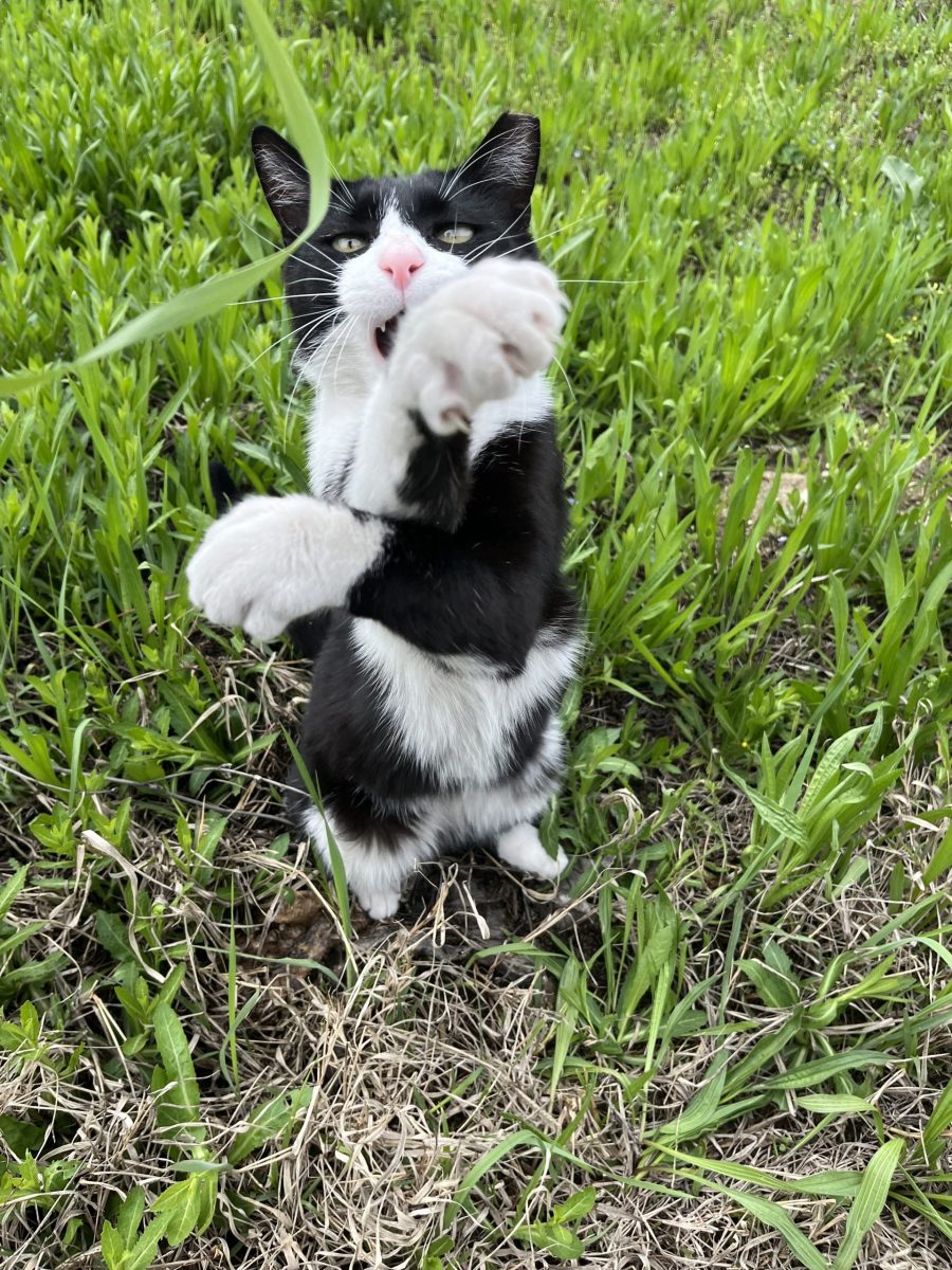“Felix” inca nu e “Fericit”
