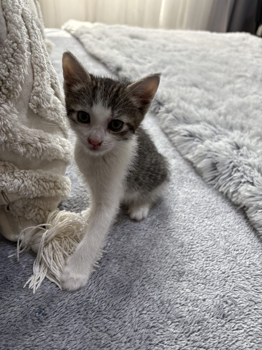 O pisicuță mică și adorabilă