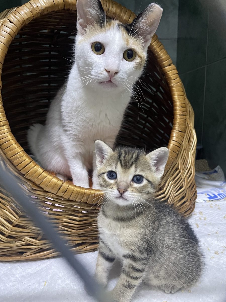 Cautam adoptie pentru 2 pisici speciale