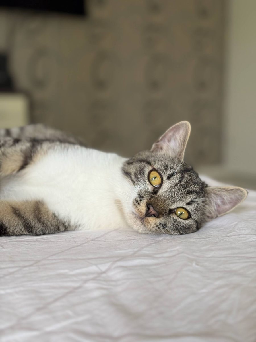Adopție București! Leo, motănelul care face aport și pozează ca un model, caută casă.