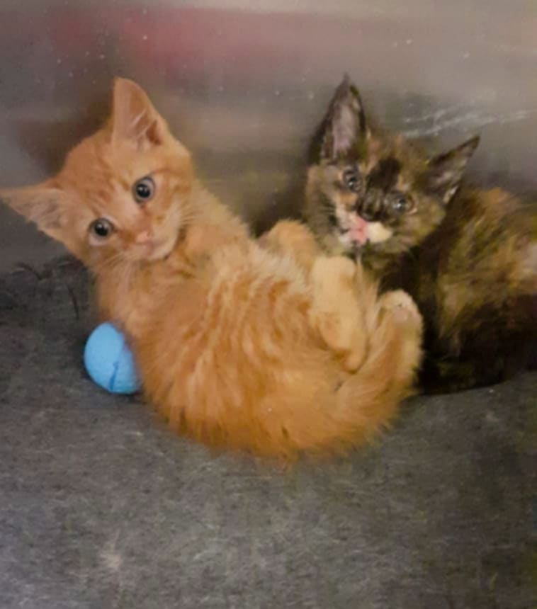 Tess & Patrick, gogosele dulci si inocente