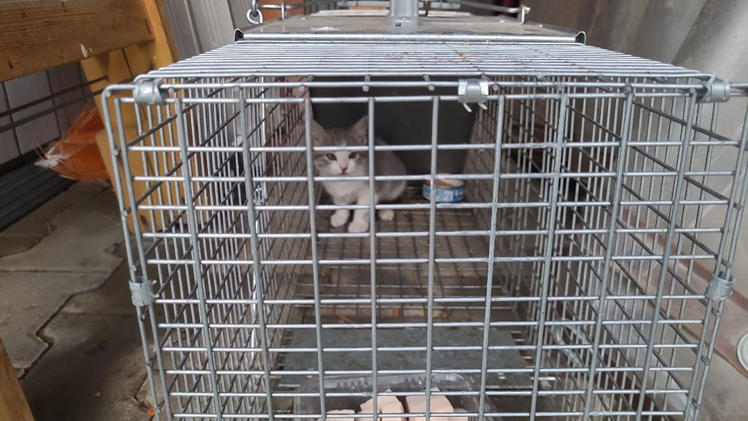 O pisicuta gri 2 luni spre adoptie. Pipera-Voluntari