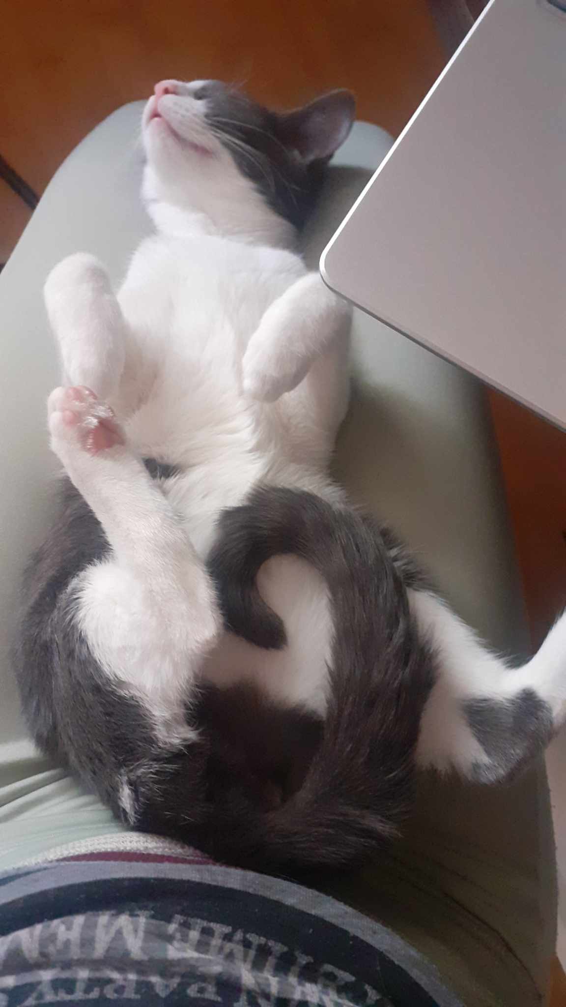 Zâna si Pixie—Magie la pătrat