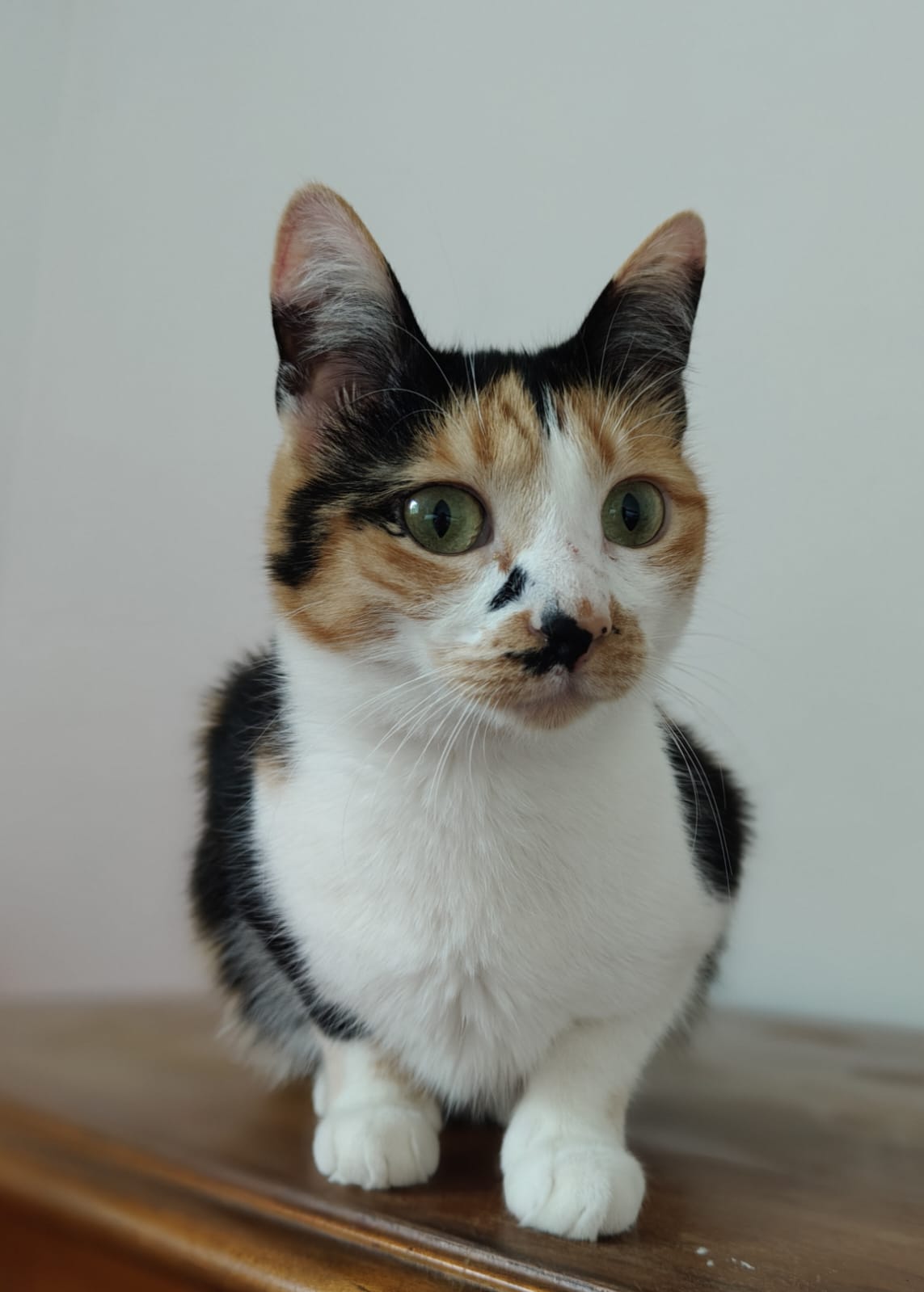 Pisicuta calico- blanda si afectuoasa