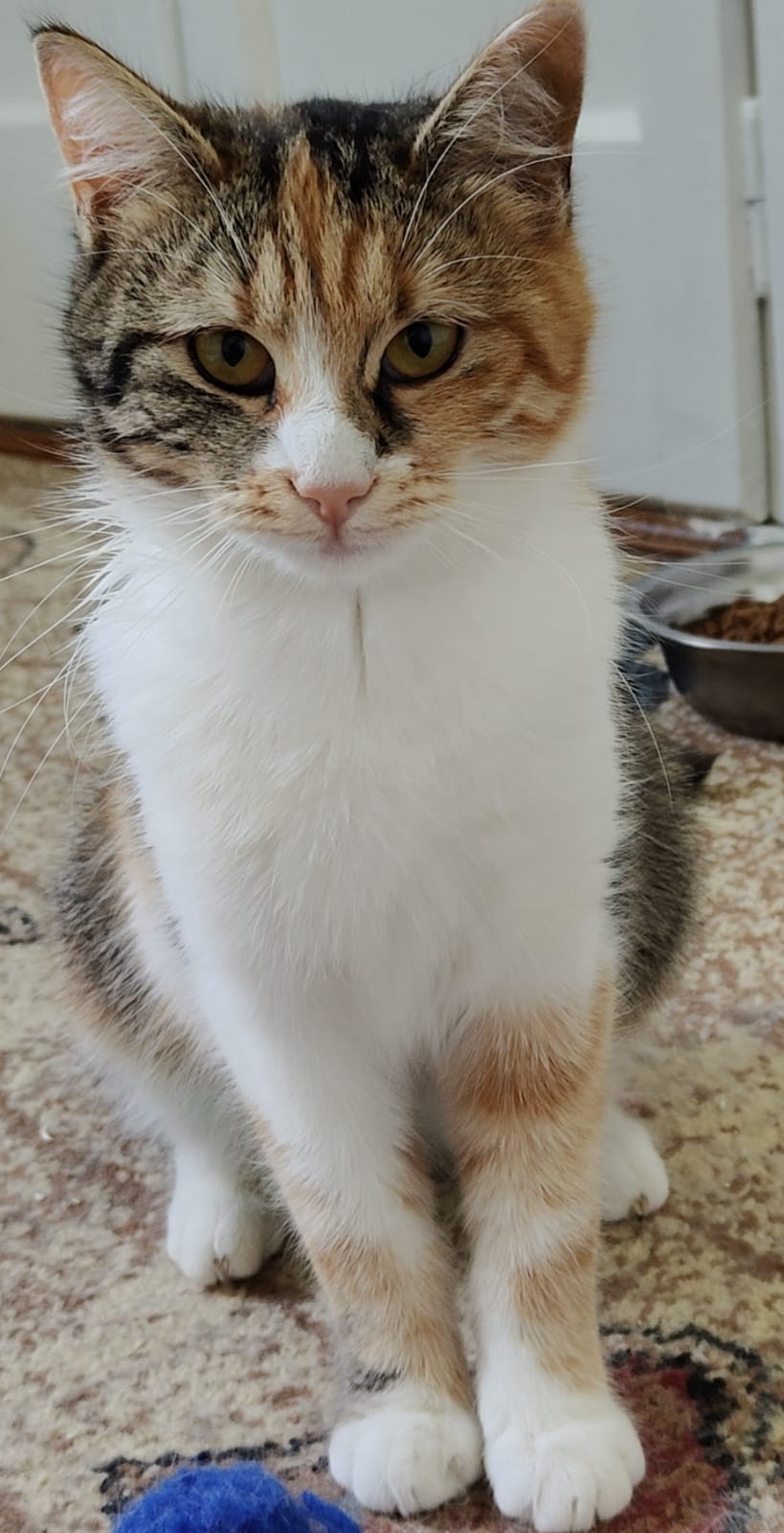 Fiona-tricolora timida