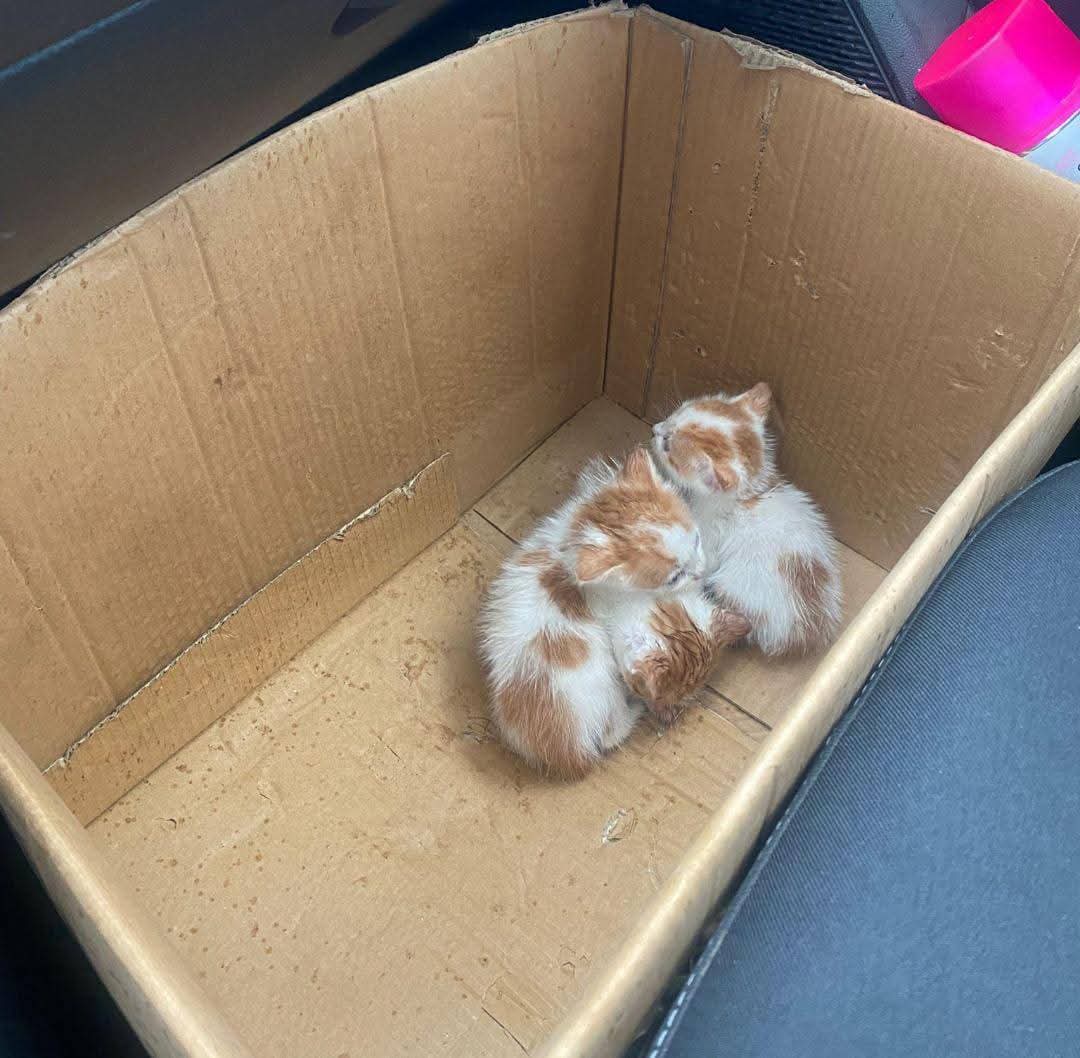 3 pisoi pentru adoptie