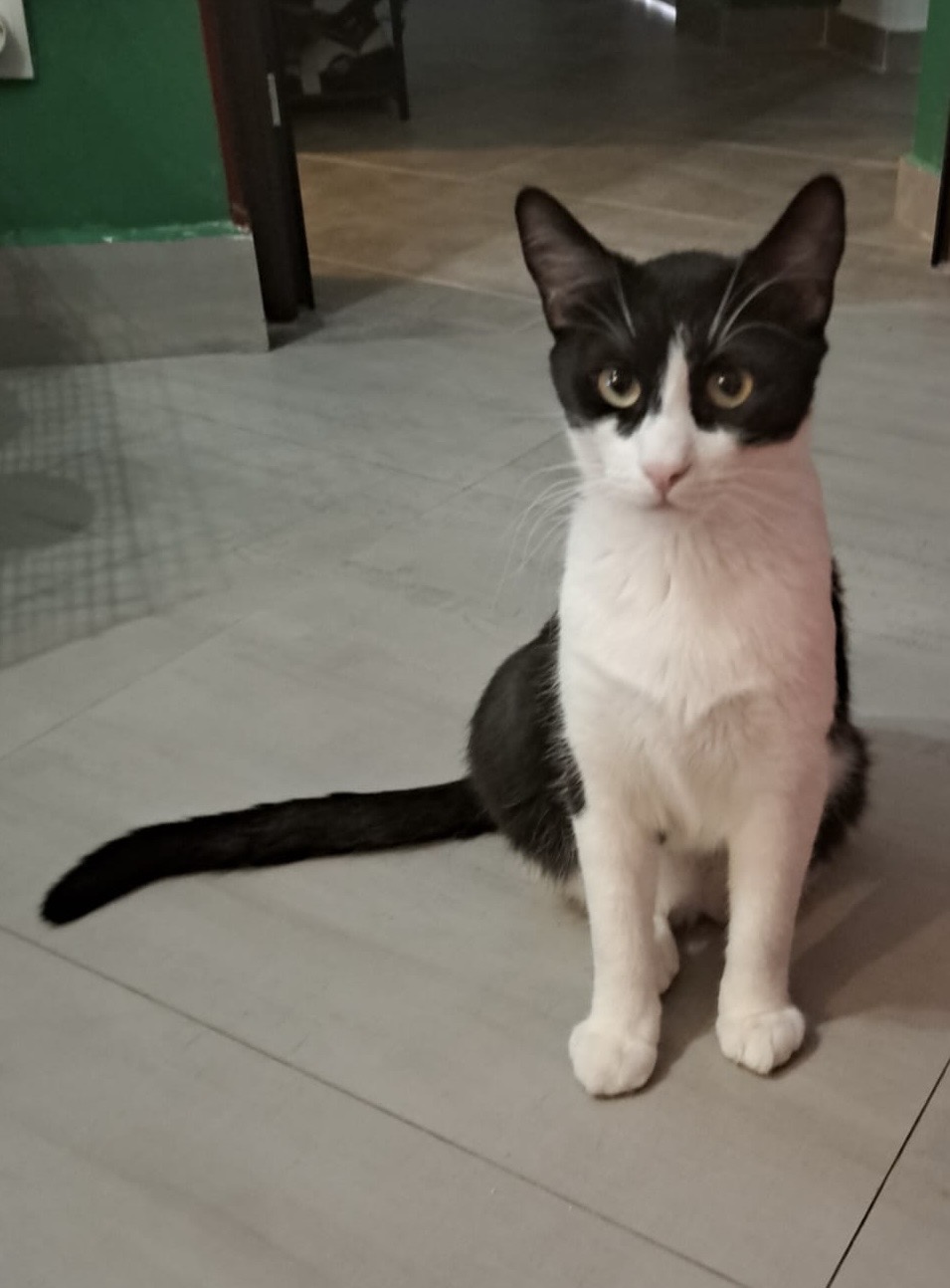 Frumosul Apolo😽