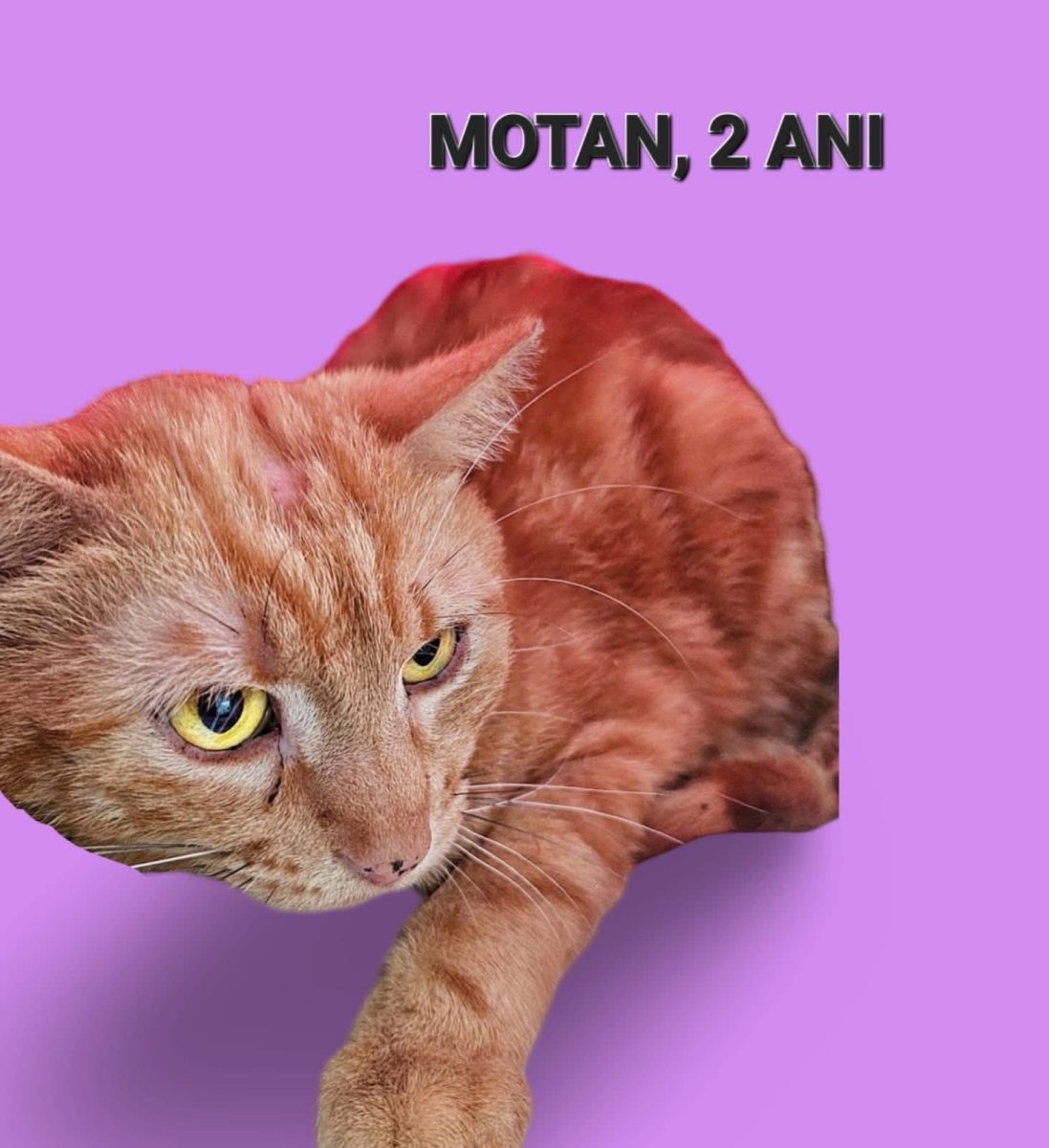 Motan, 2 ani, sterilizat si deparazitat, Bucuresti