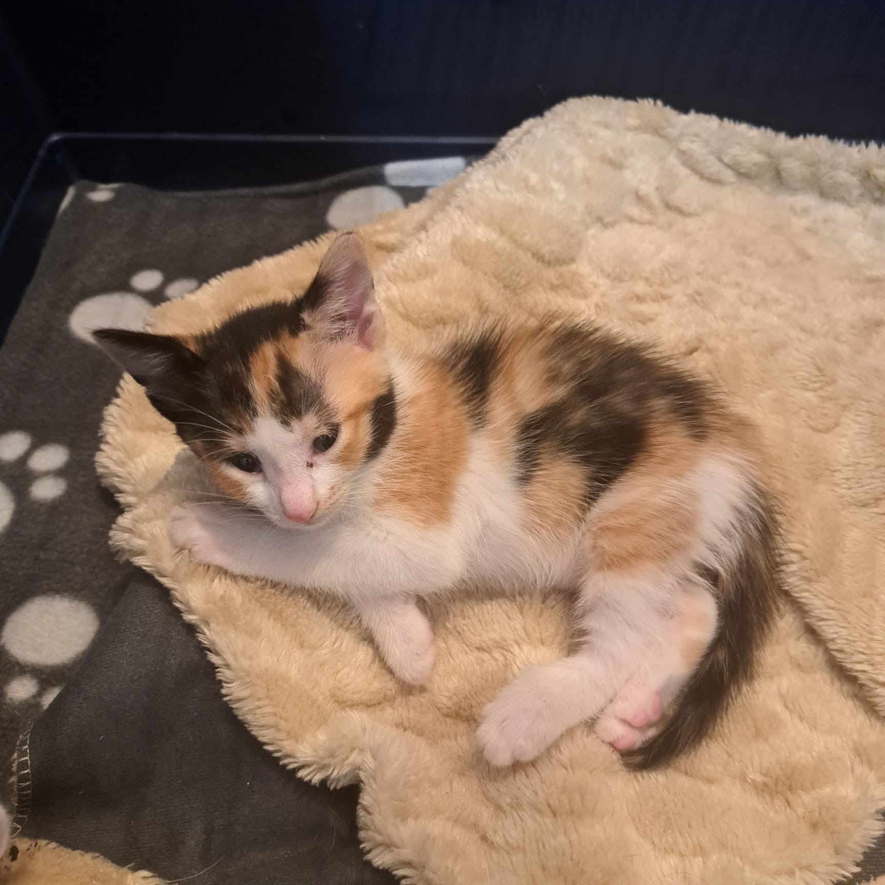 Minuni pentru adopție