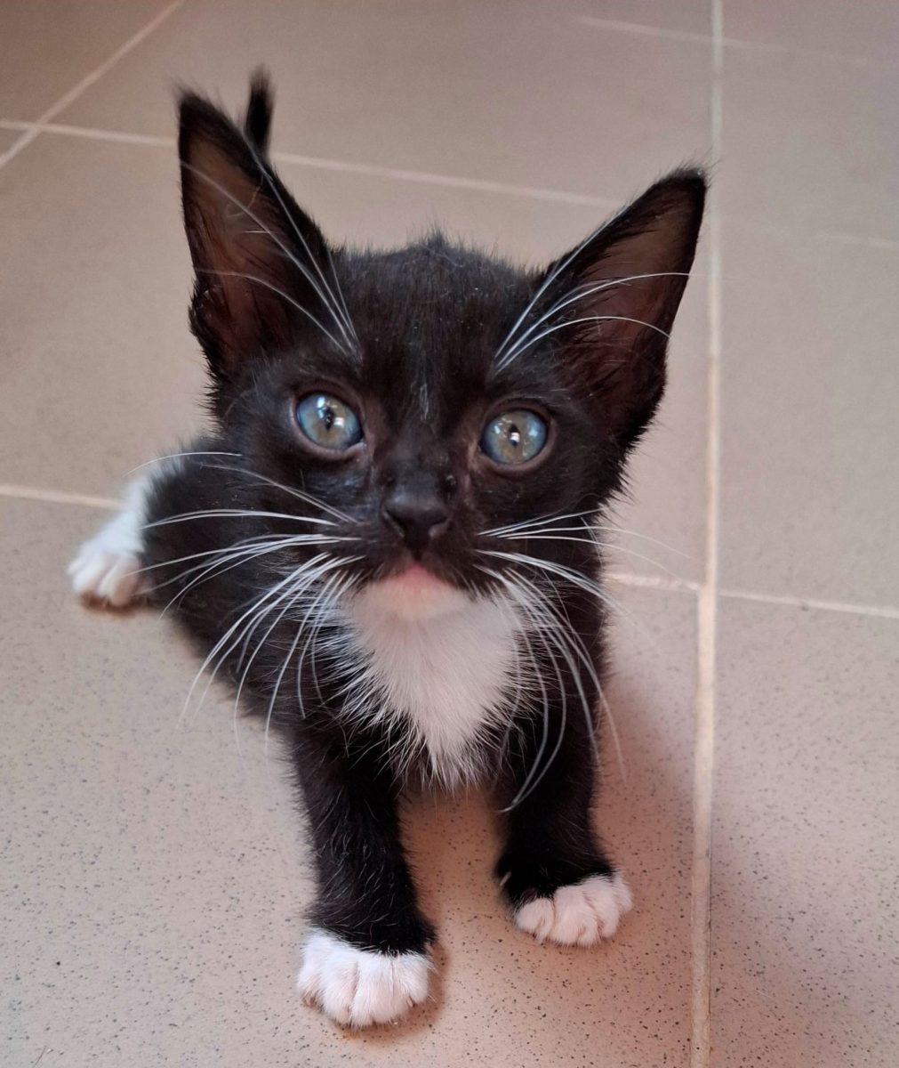Roboțel caută familia lui 😻