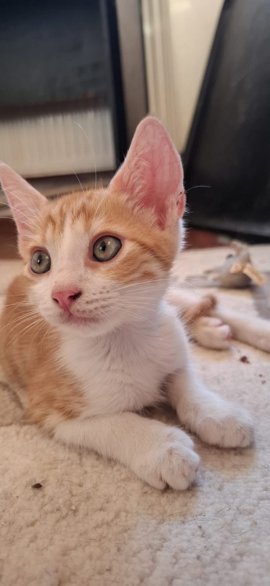 Baietel mititel si frumusel😻