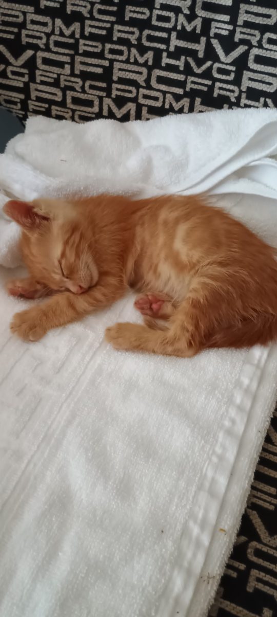 Adopție pisoi