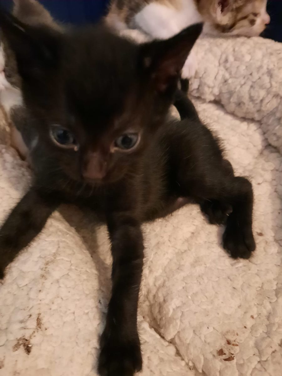 Adoptie pui de pisicca negru