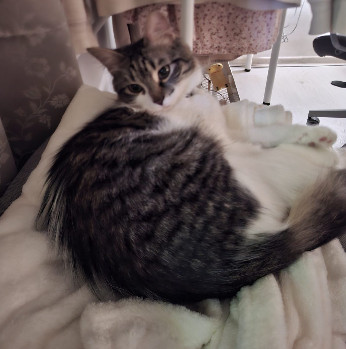 Pisicuta de 1 an, sterilizata, spre adoptie