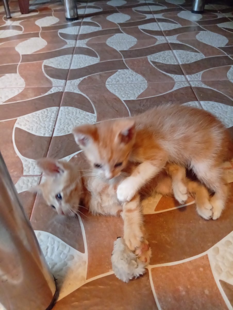 Pisicuță jucăușă spre adoptie