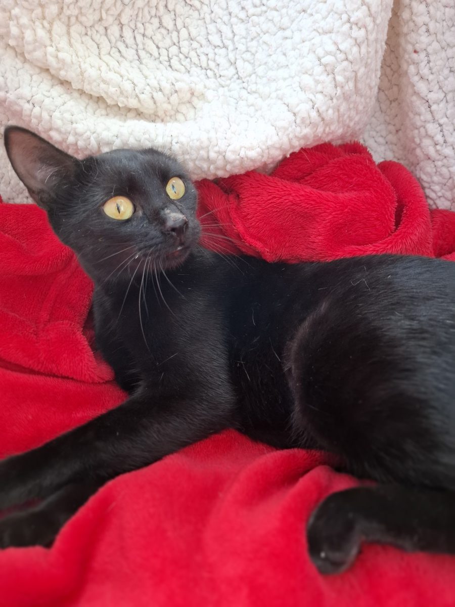 Adoptie pisica neagra castrata