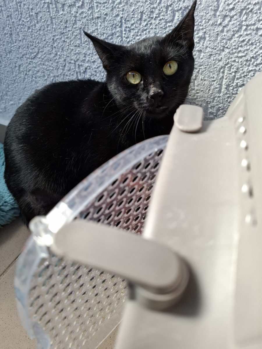 Adoptie pisica neagra castrara Hurem