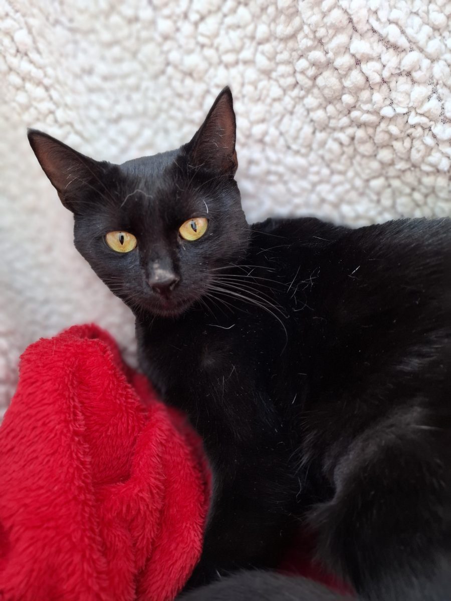 Adoptie pisica castrata neagra Hurem