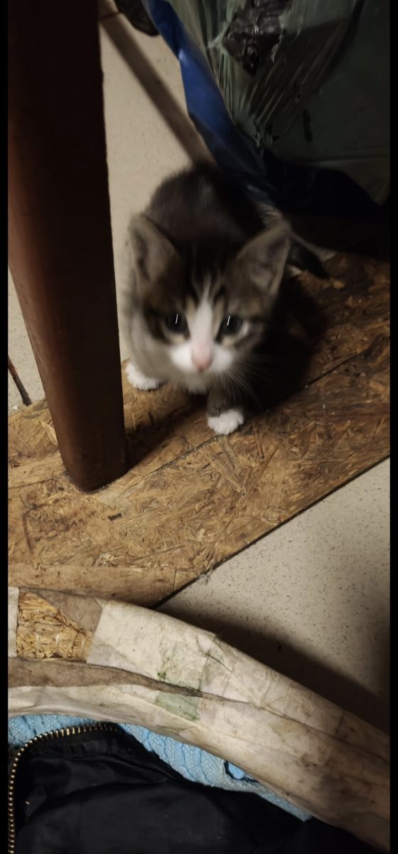 Spre adopție 3 pisicuțe în Ploiești