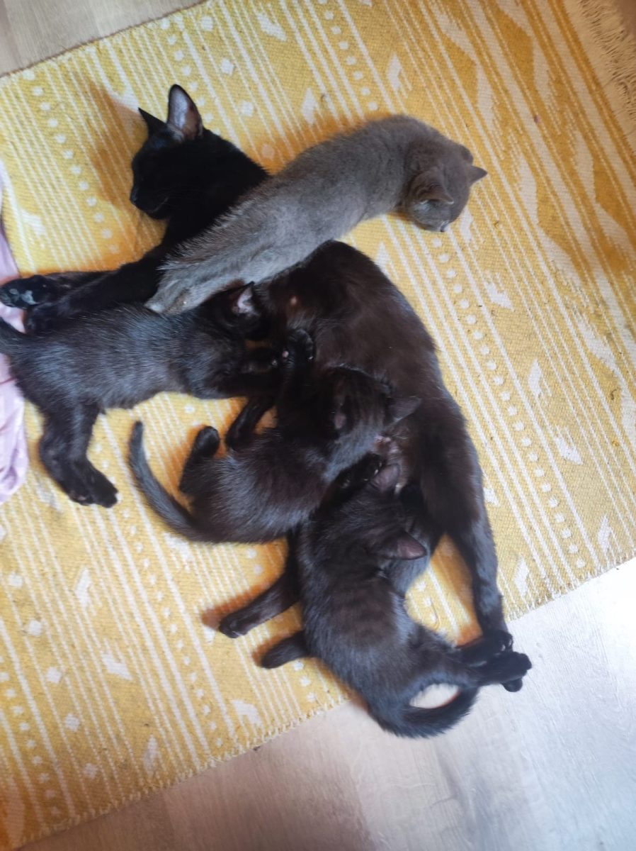 Adopție Pui de pisică negri(rasa Bombay)