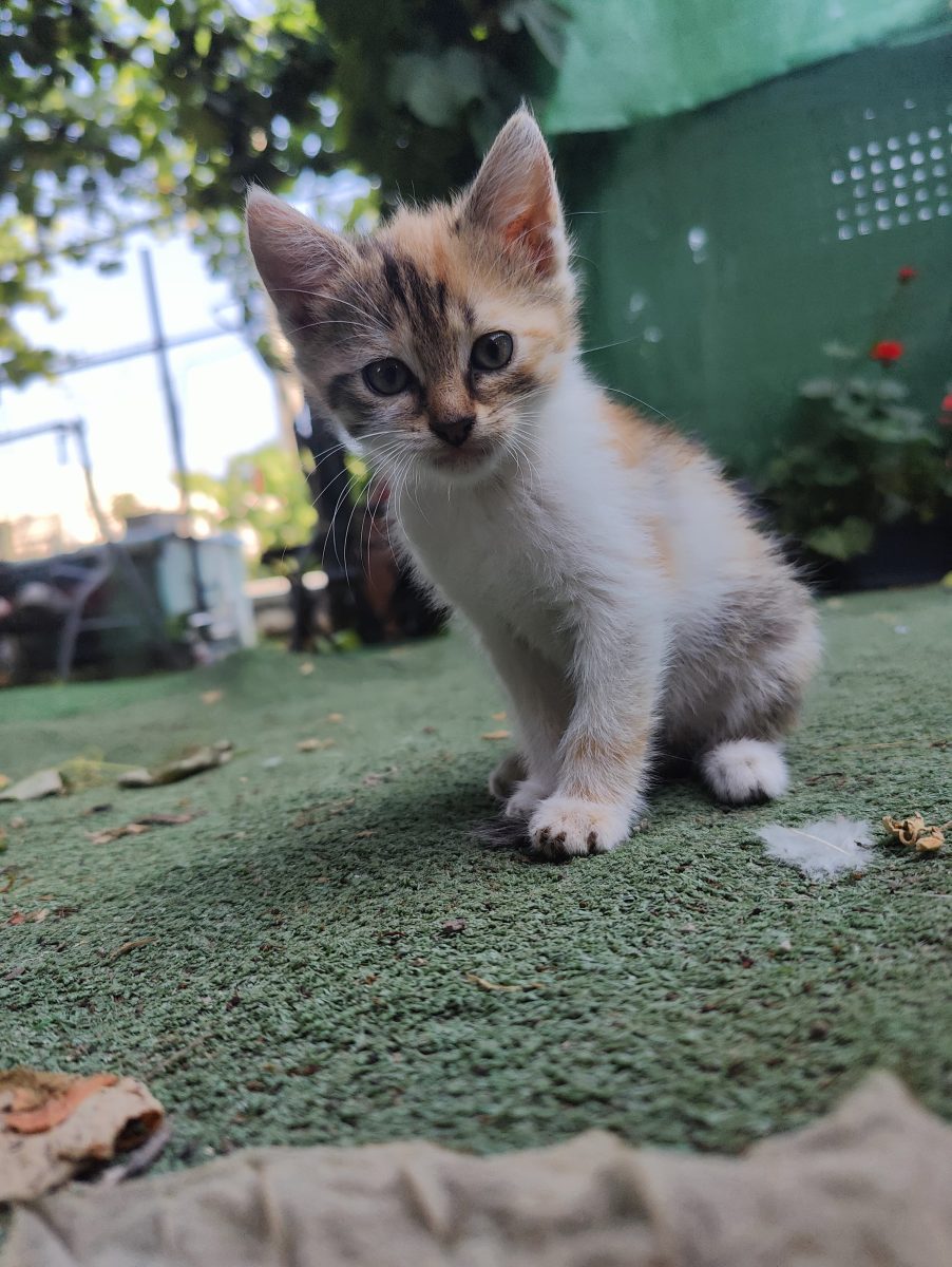 Căutăm familii iubitoare pentru trei pisicuți adorabili