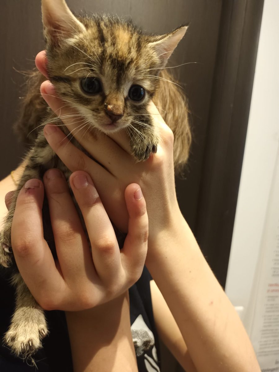 Missy își caută căsuța@