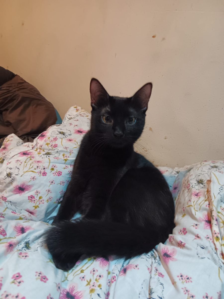 Adoptie pisica neagra castrata Negruta