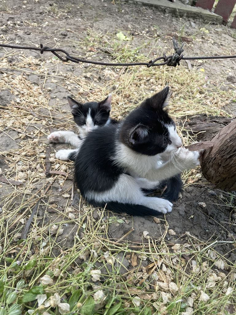 2 frățiori jucăuși pentru adoptie