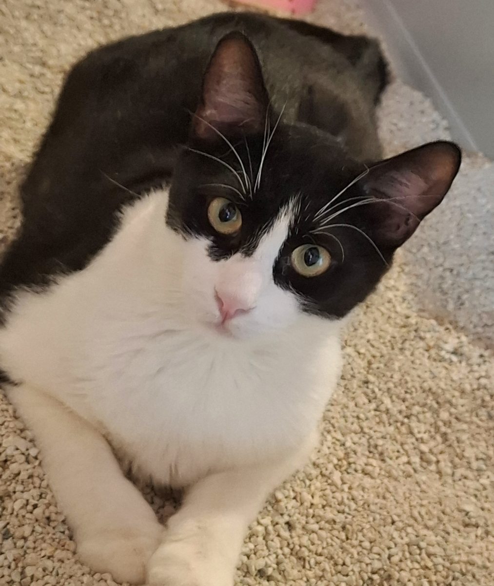 Adoptie motan castrat Apollo