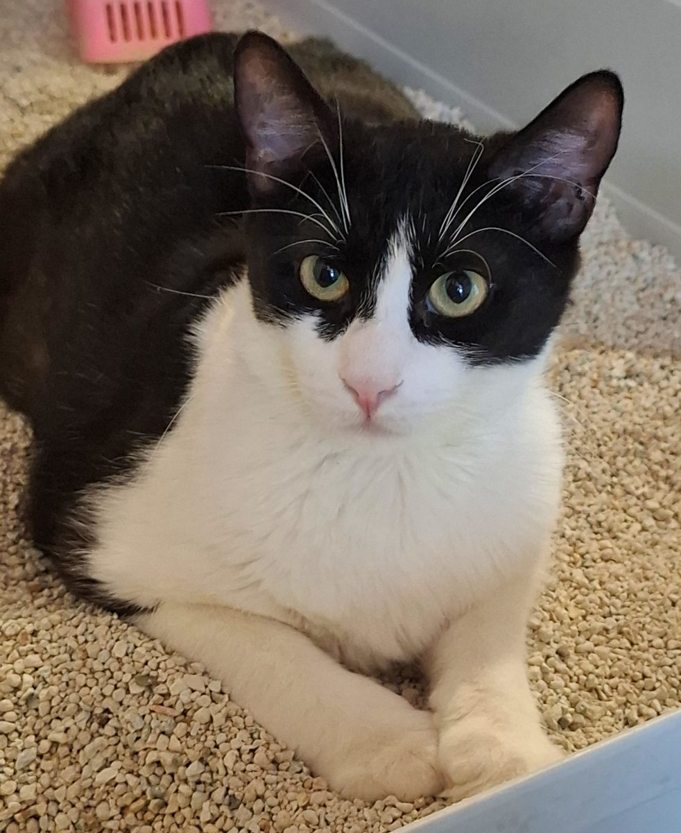 Adoptie motan castrat Apollo