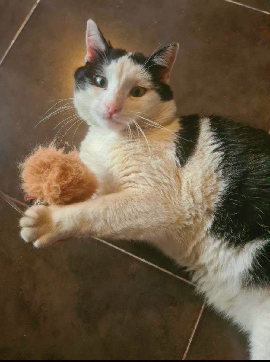 Adoptie motan castrat Hellas