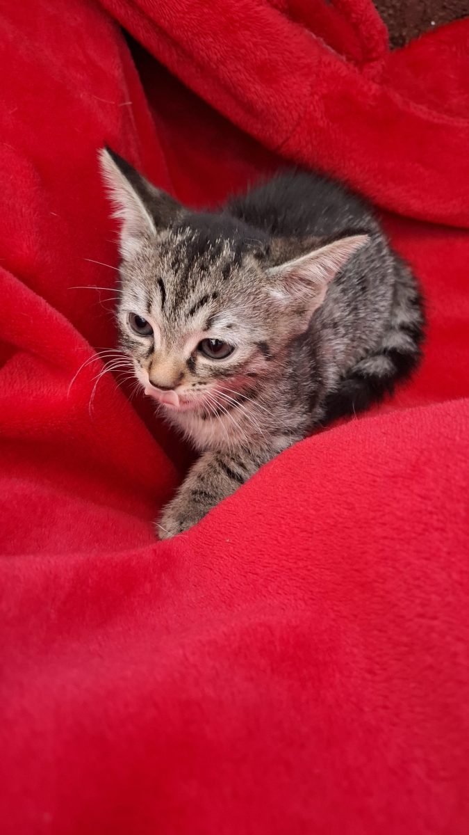 Adoptie pui de pisica Ursulet