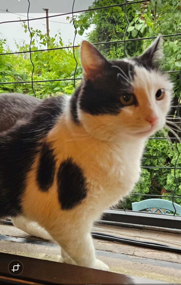 Adoptie motan castrat Hellas