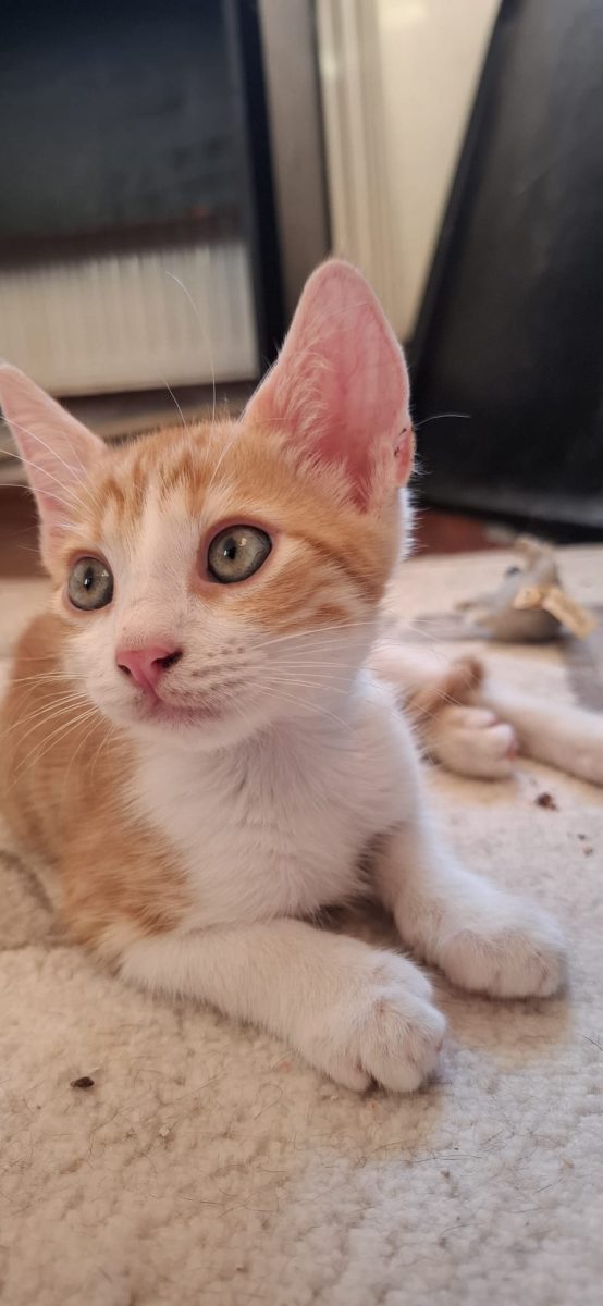 Adoptie pui de pisica