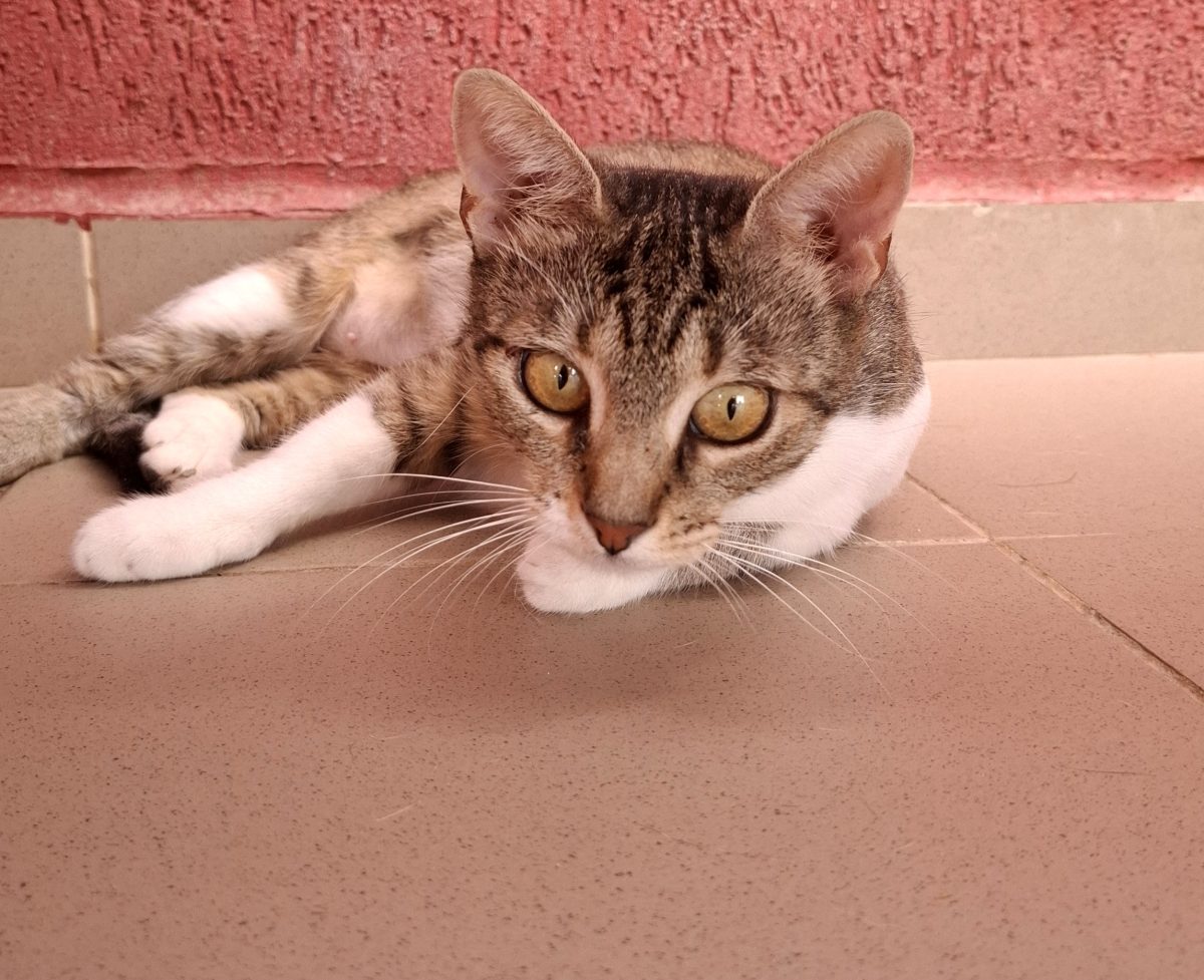 Adoptie super pisicuta vargata Tipografica