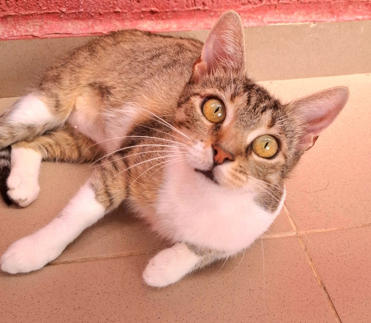 Adoptie pisica vargata