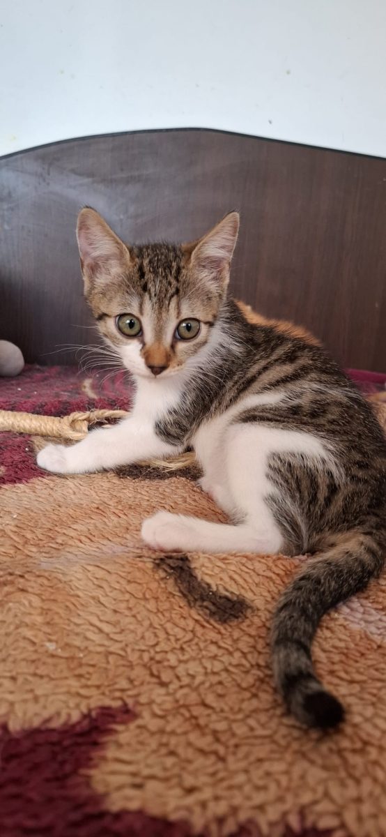 Adoptie pui de pisica Mariuta