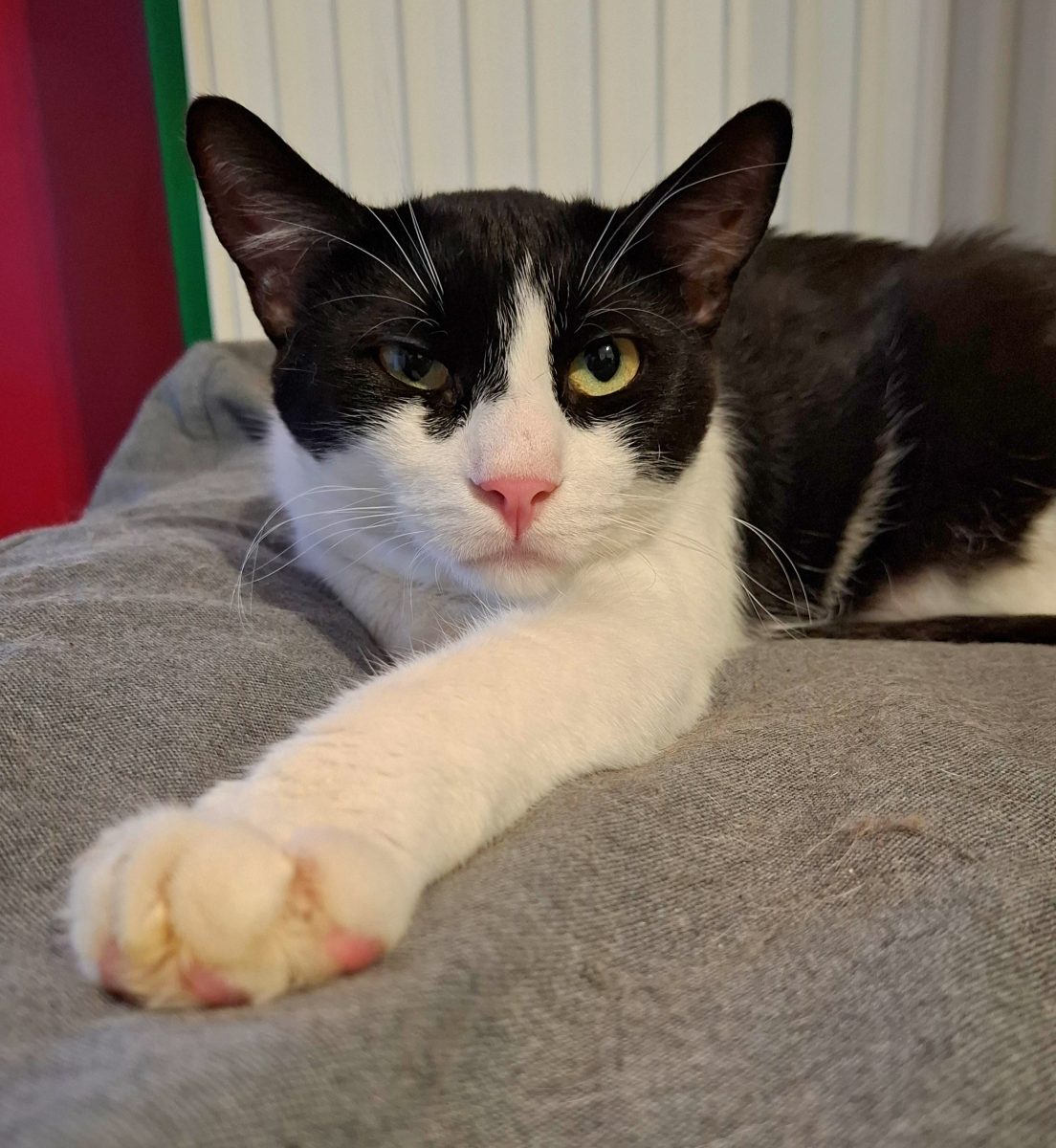 Adoptie motan castrat