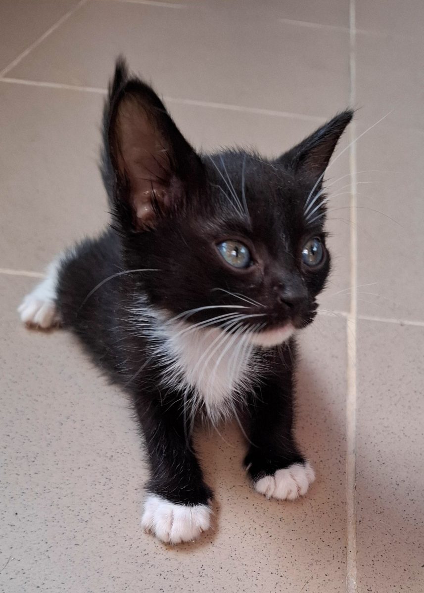 Adoptie pui de pisica negru Mirciulica