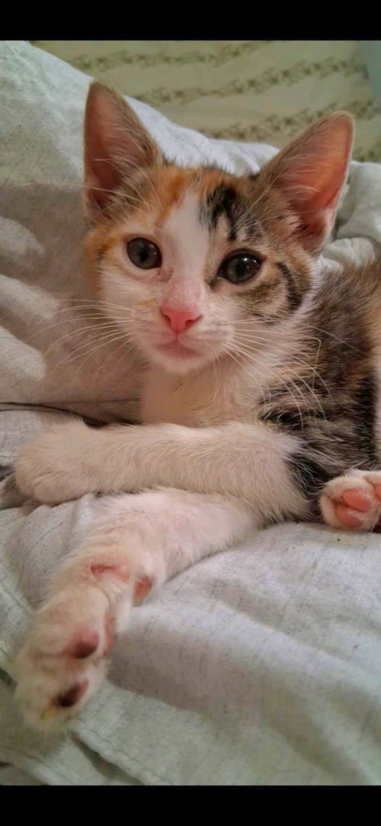Adoptie pui de pisica Maya