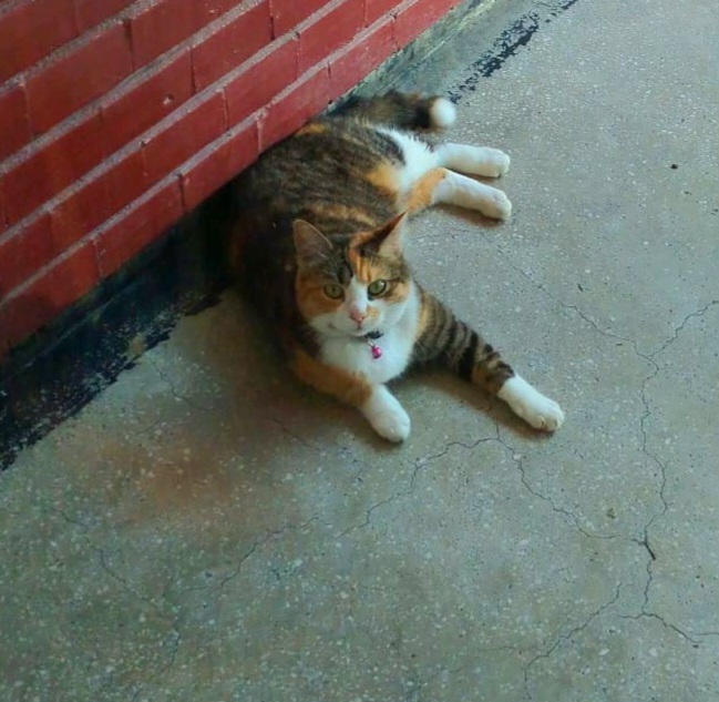 Adoptie pisica calico castrata Liliana